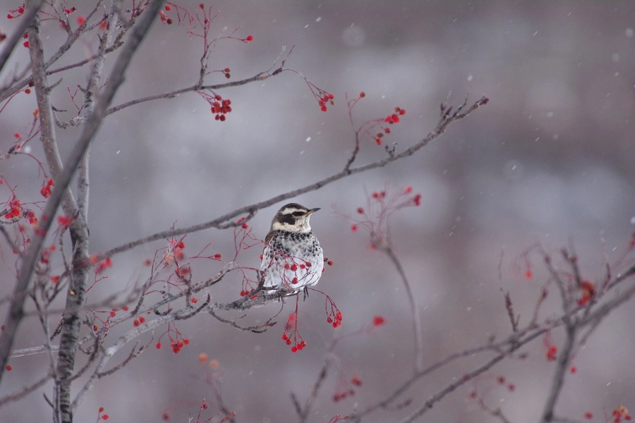 バードウォッチング