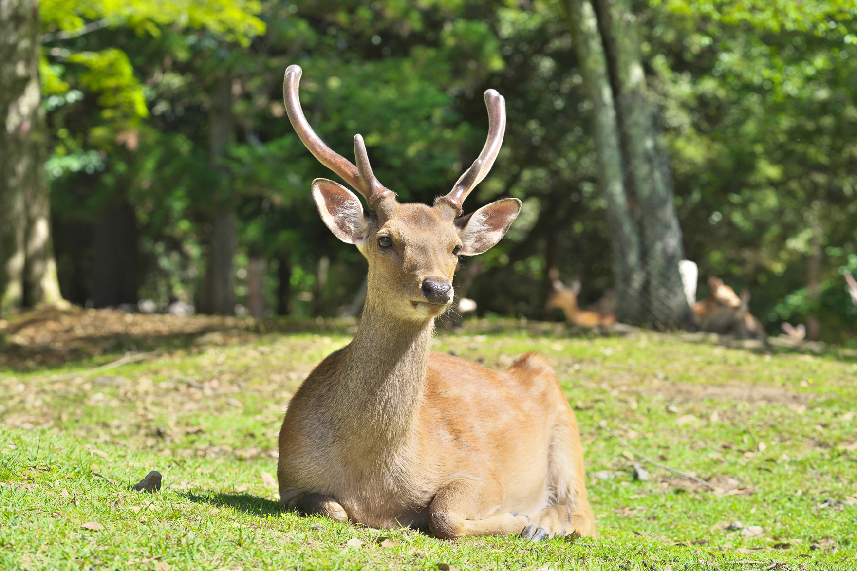 Wildlife Watching