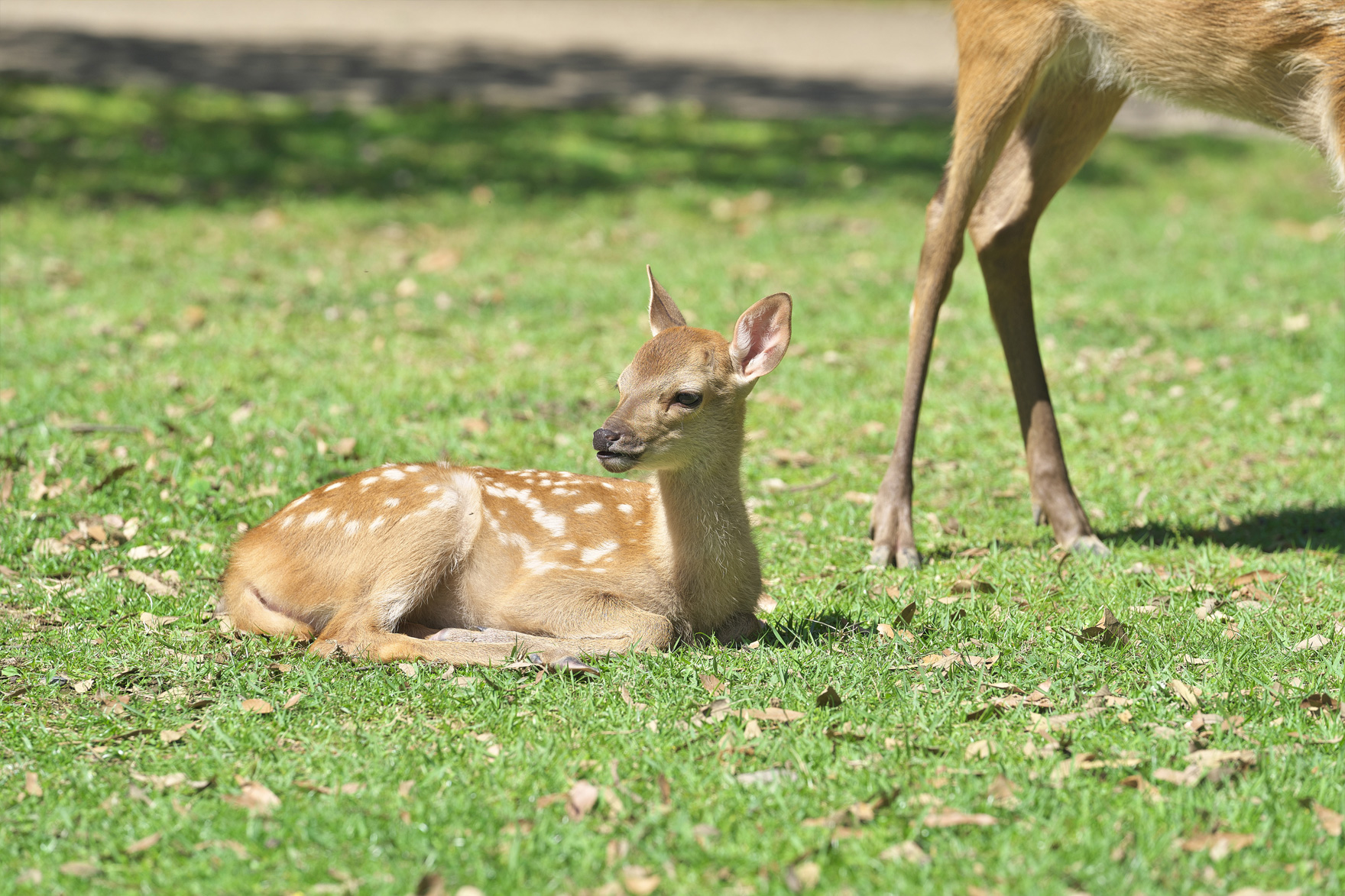 Wildlife Watching