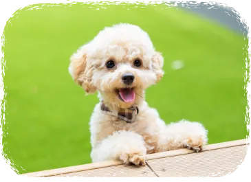 WITH DOG
