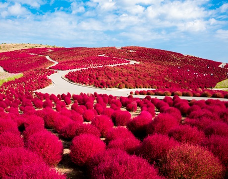 Hitachi Seaside Park