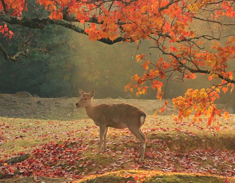 奈良公園