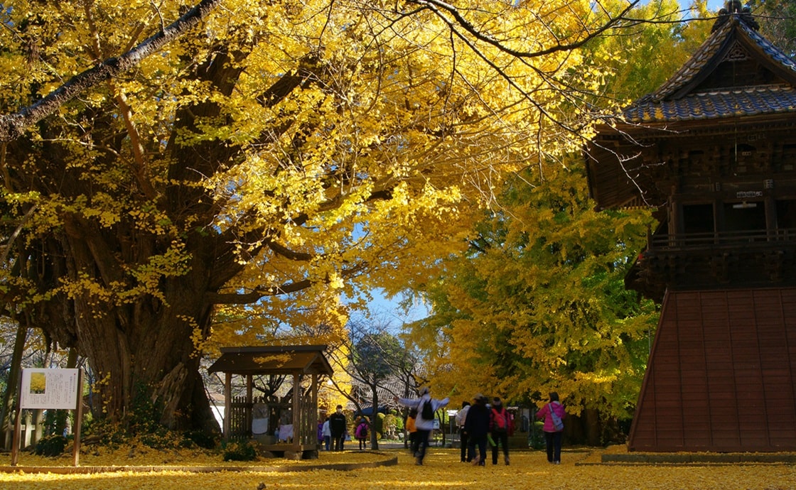 Sairenji Temple