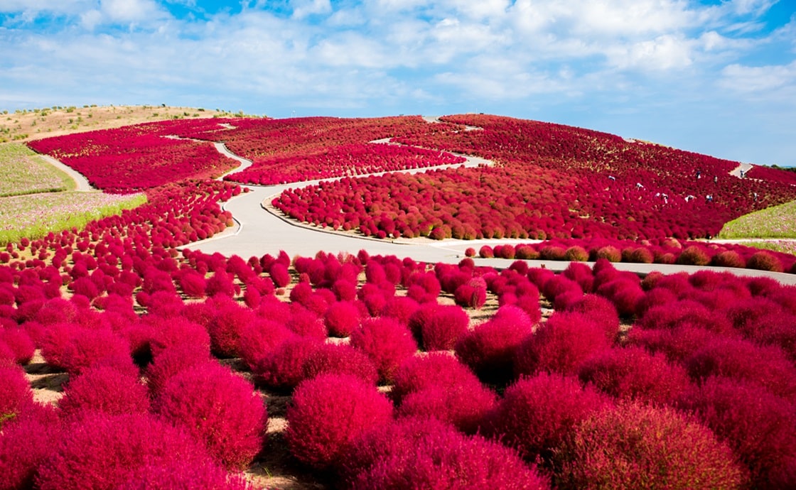 Hitachi Seaside Park