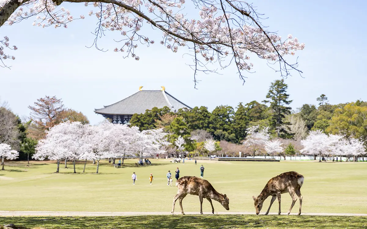 奈良公園