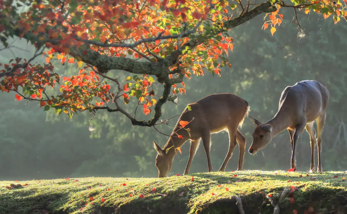 奈良公園