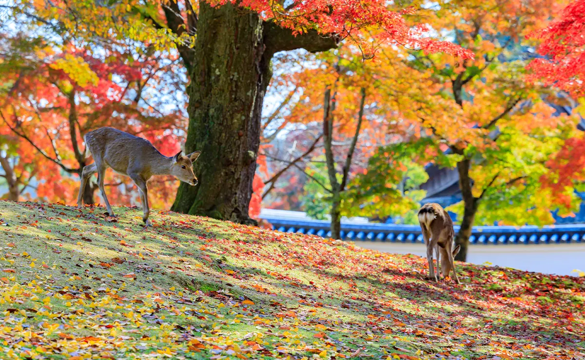 奈良公園