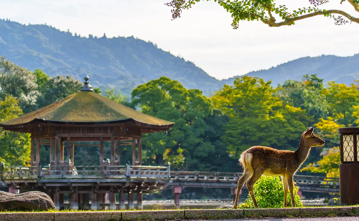 奈良公園