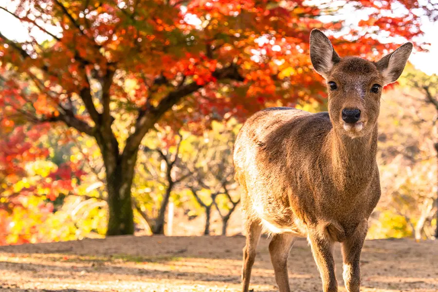 奈良公園