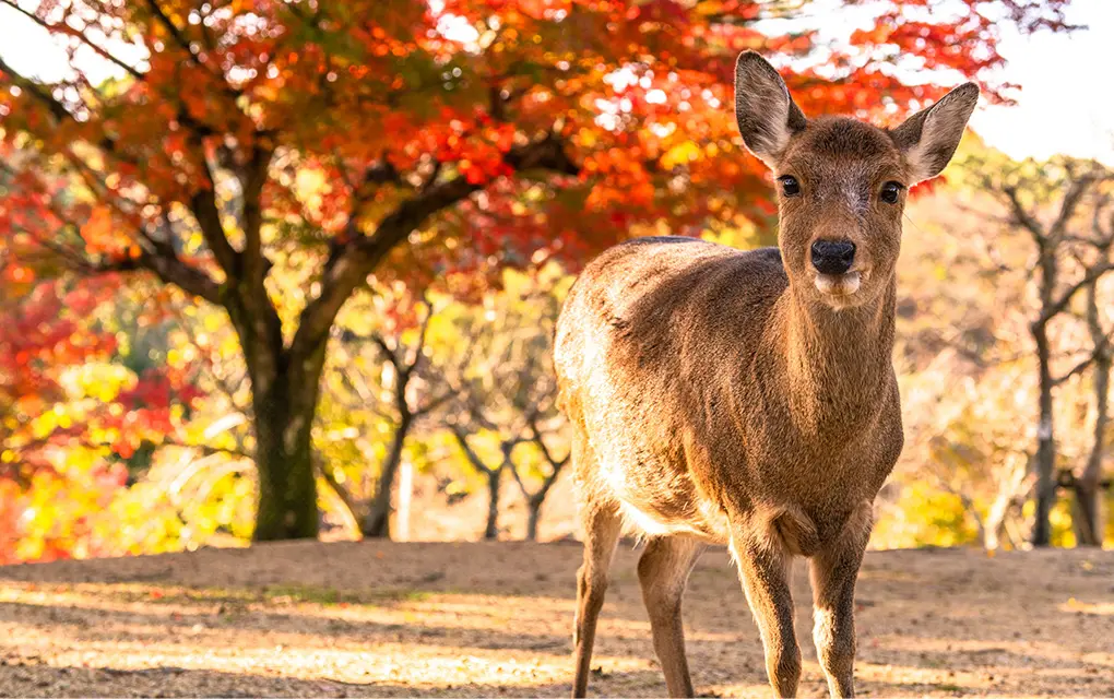 奈良公園