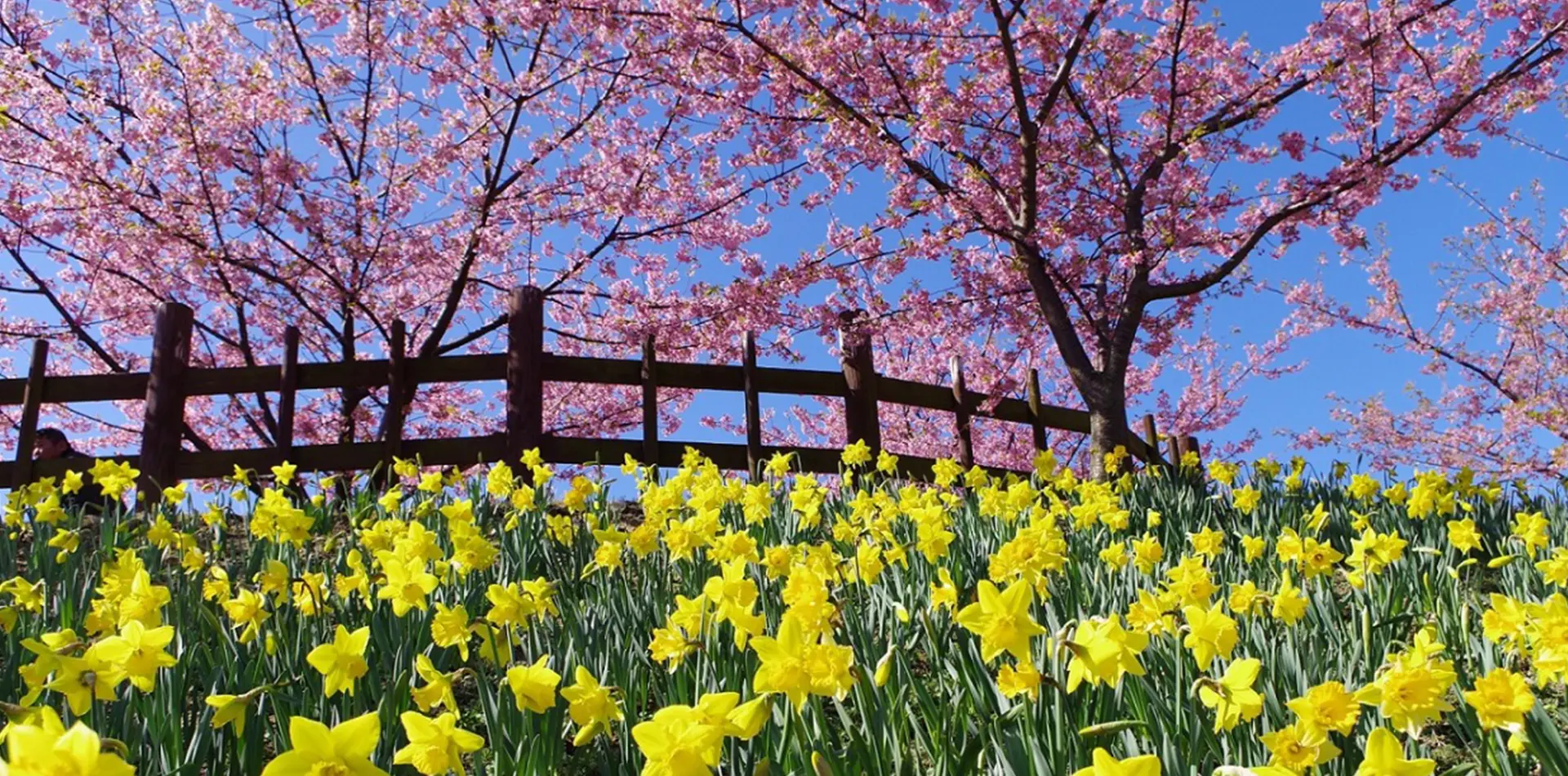 ひと足先に春を届ける、上関の河津桜