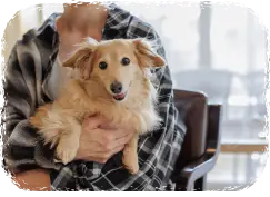 リブランドオープン わんわんパラダイス プレミア 塩原