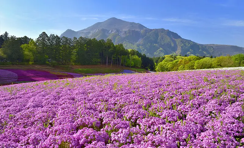 春の芝桜、冬の秩父夜祭、感動いっぱいの秩父旅