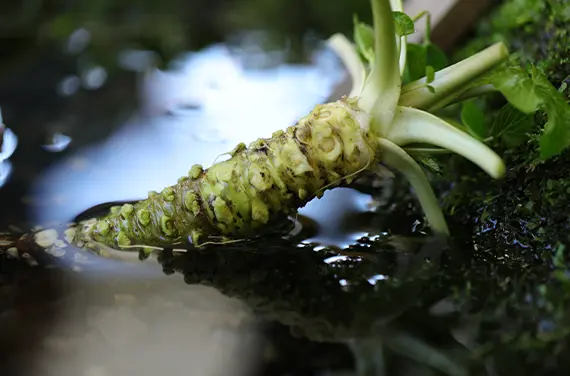 江戸東京野菜、健やかさをつないでいく
