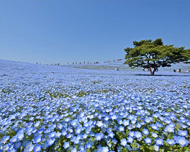 国営ひたち海浜公園