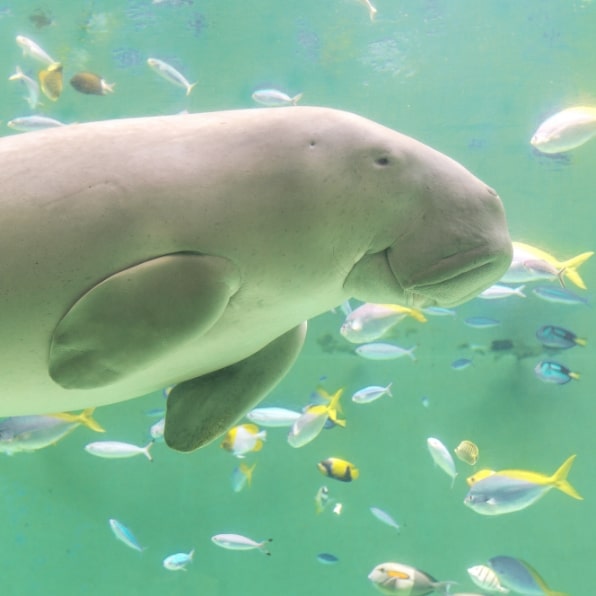 鳥羽水族館