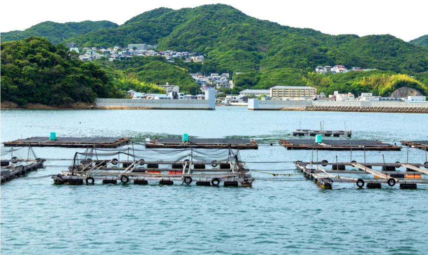 淡路島3年とらふぐ