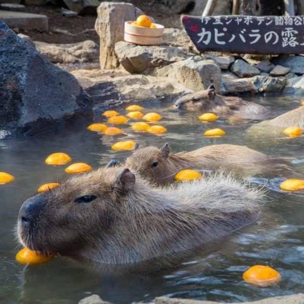 伊豆シャボテン動物公園