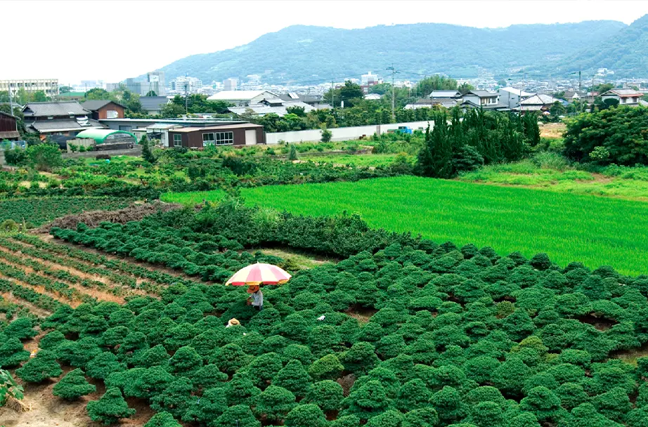 高松盆栽には、約200年の歴史がある