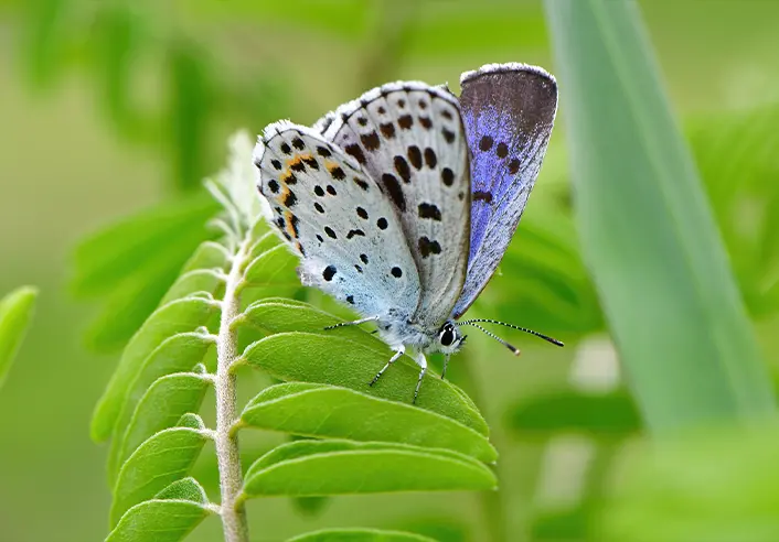 植物や昆虫の宝庫、牛や馬ものびのび育つ