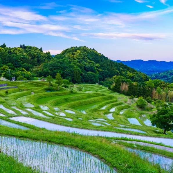 大山千枚田