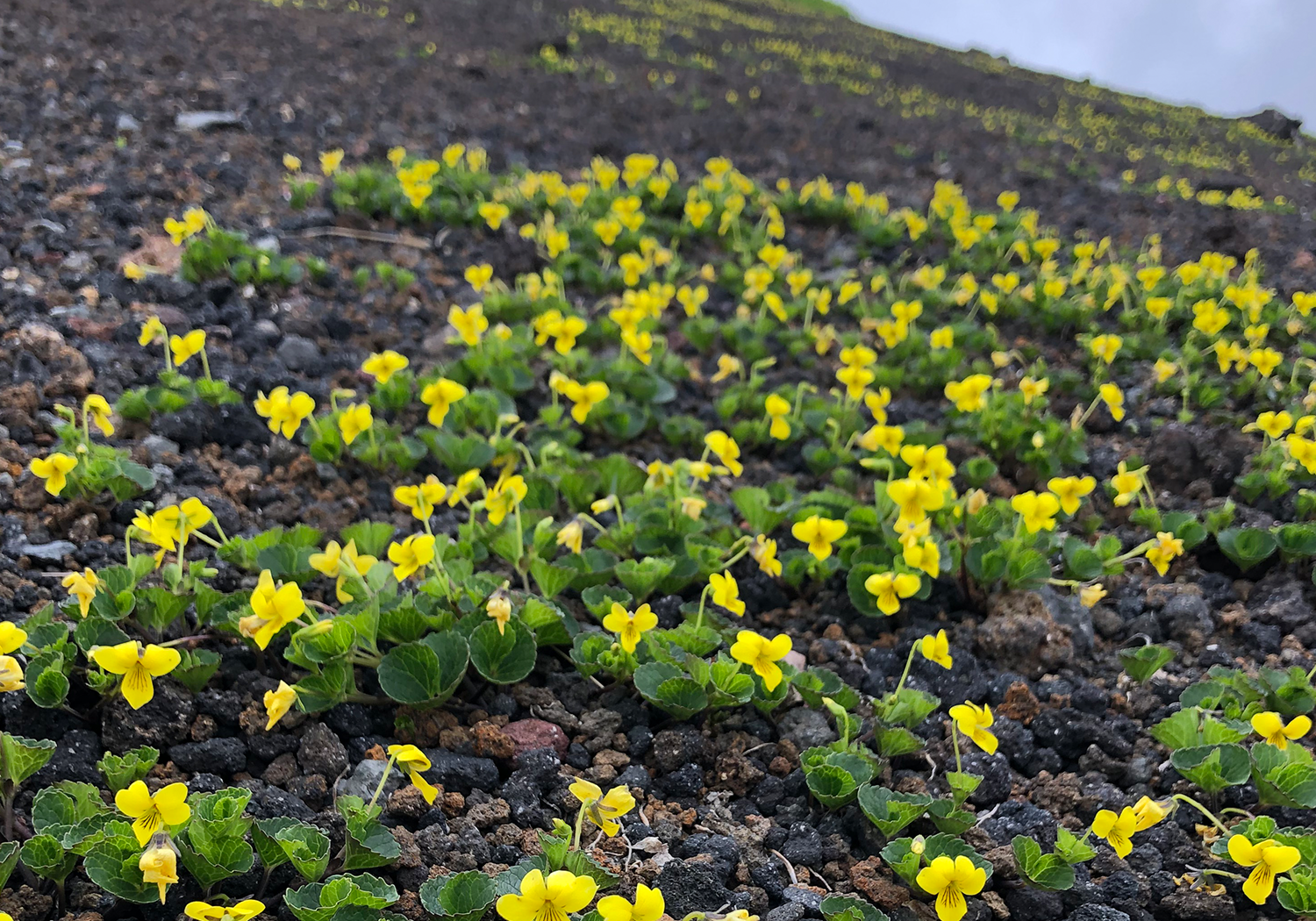 秋田駒ケ岳プライベート登山ガイド