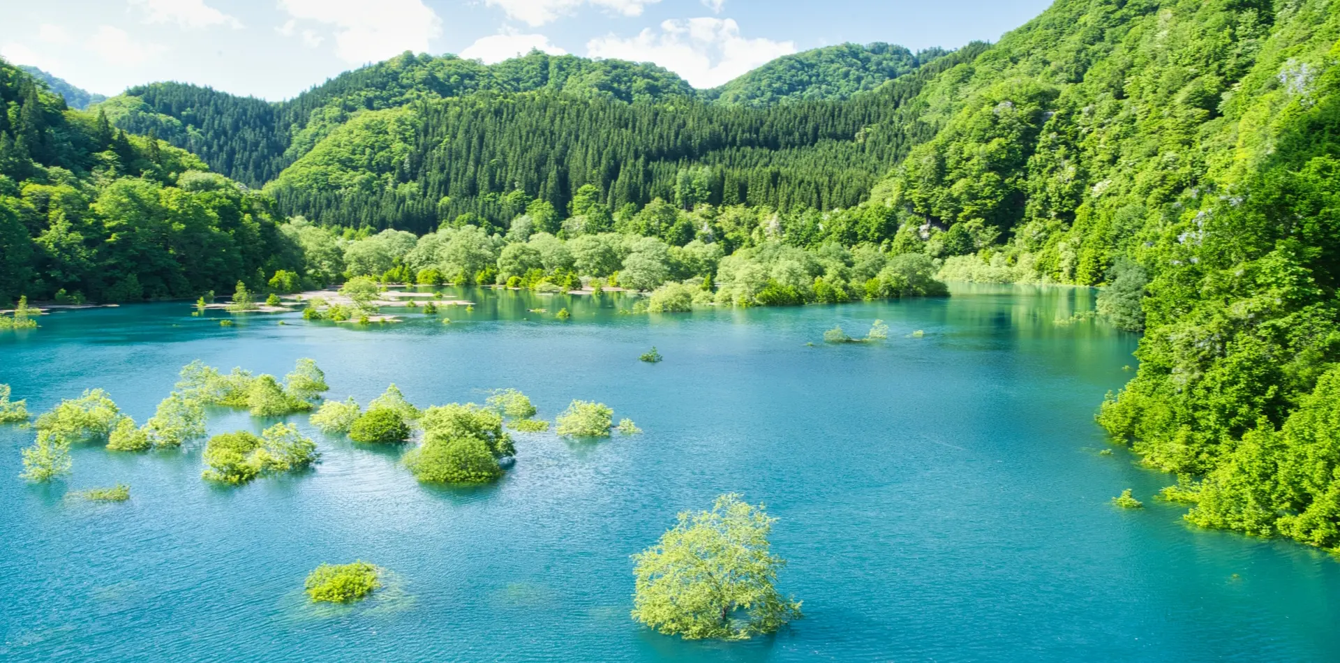 秋扇湖の水没林 5月～6月中旬が見頃