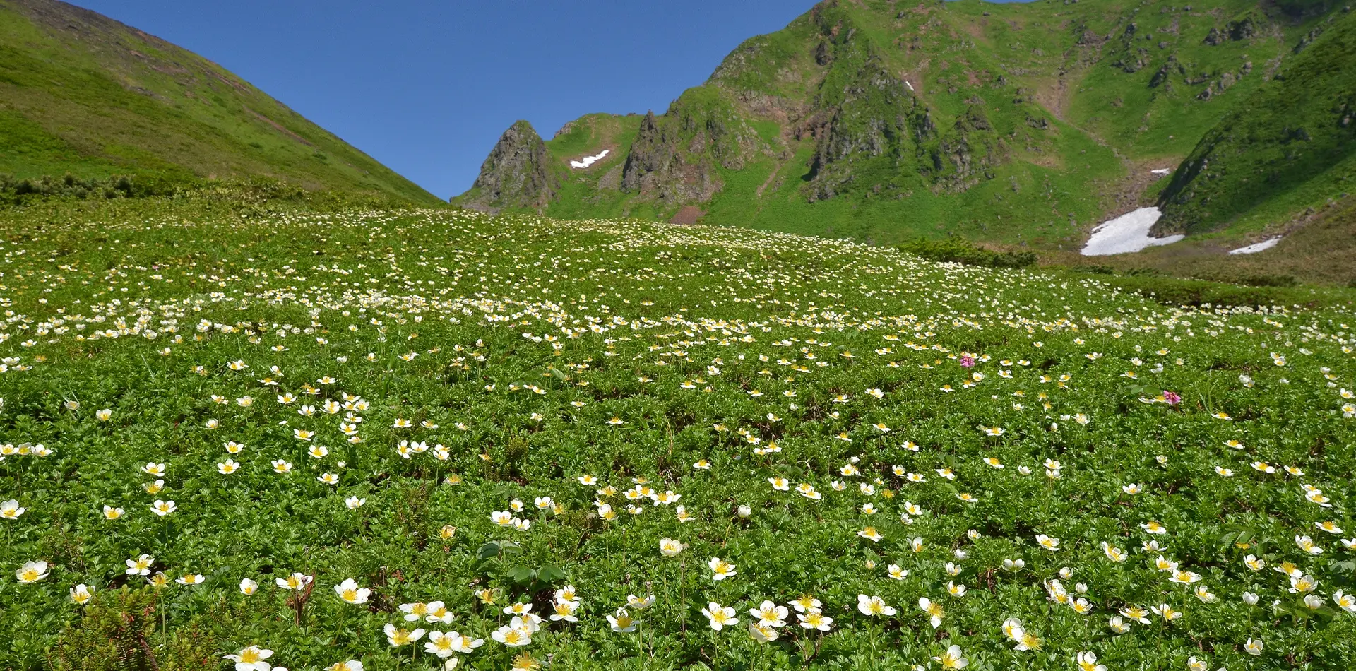 花の名山秋田駒ケ岳 山開き6月1日