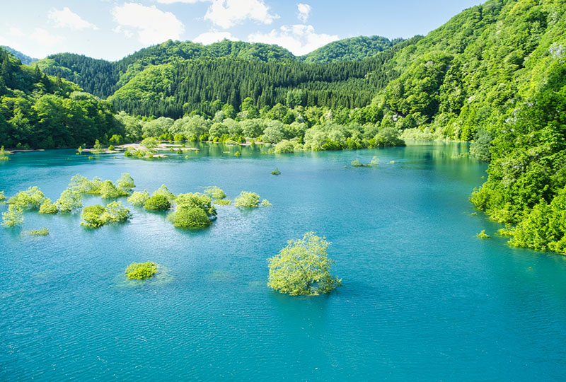 水没林