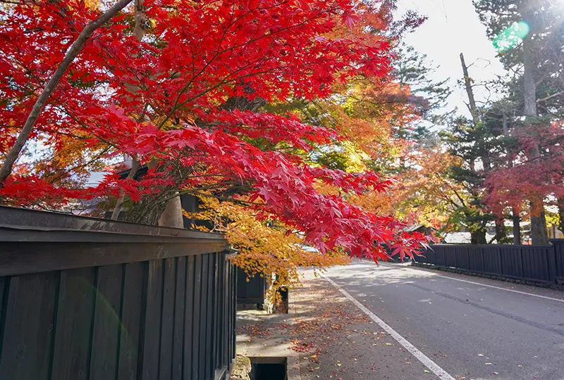 角館武家屋敷(紅葉)
