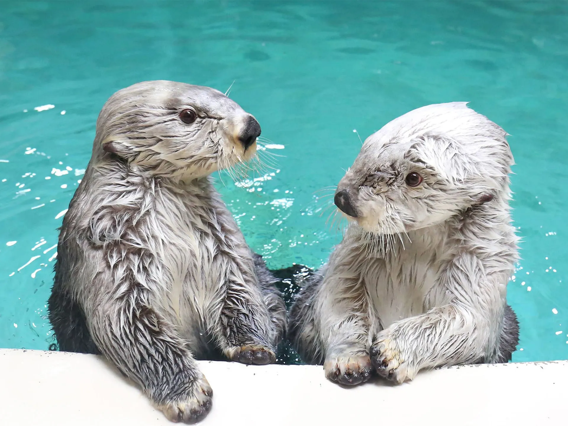 鳥羽水族館