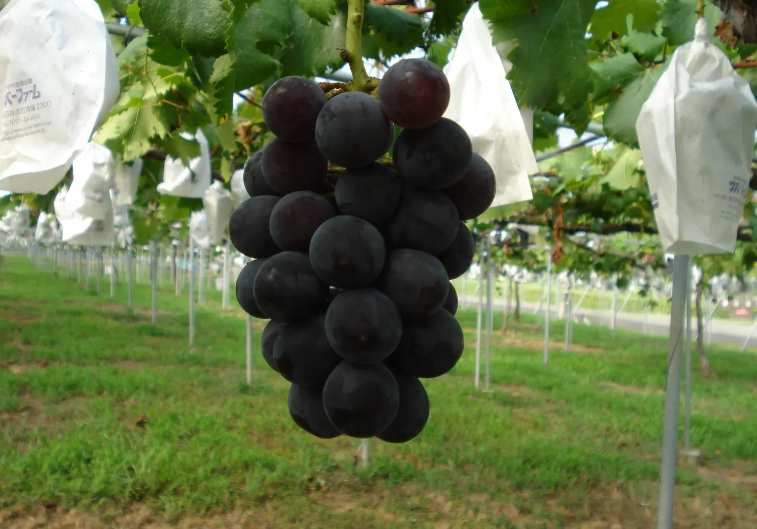 Early morning grape picking experience