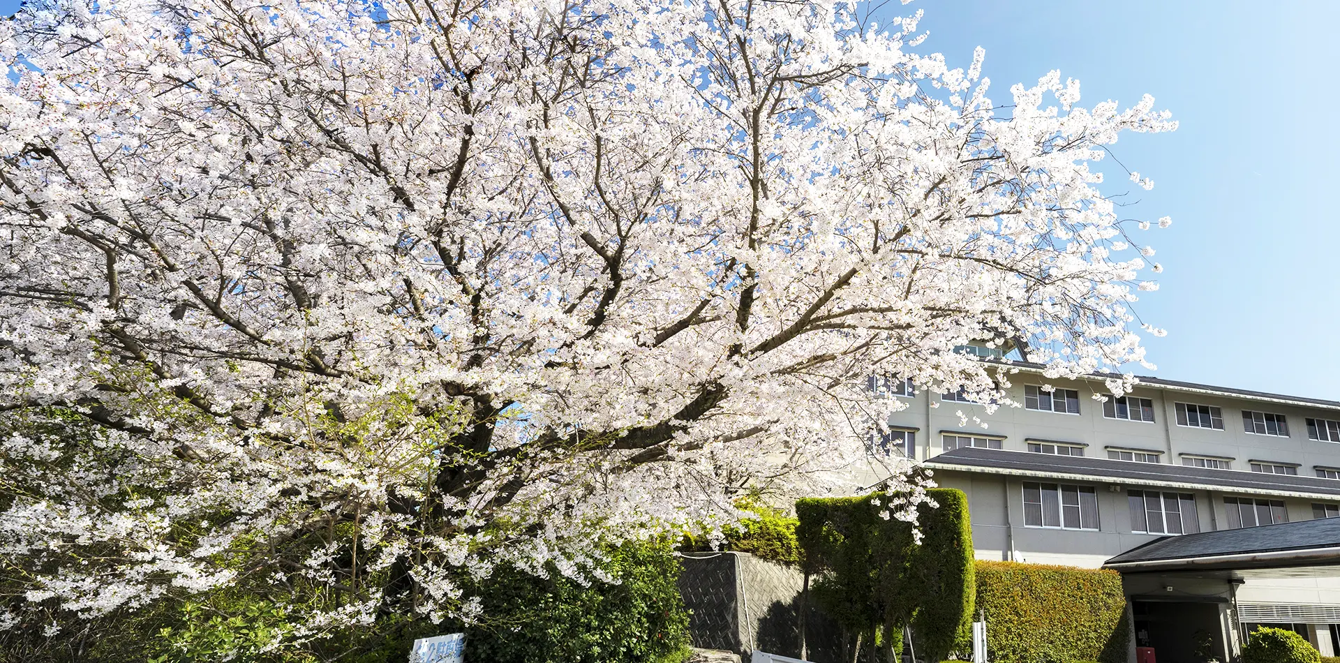 春爛漫　心にきざむ桜の景色