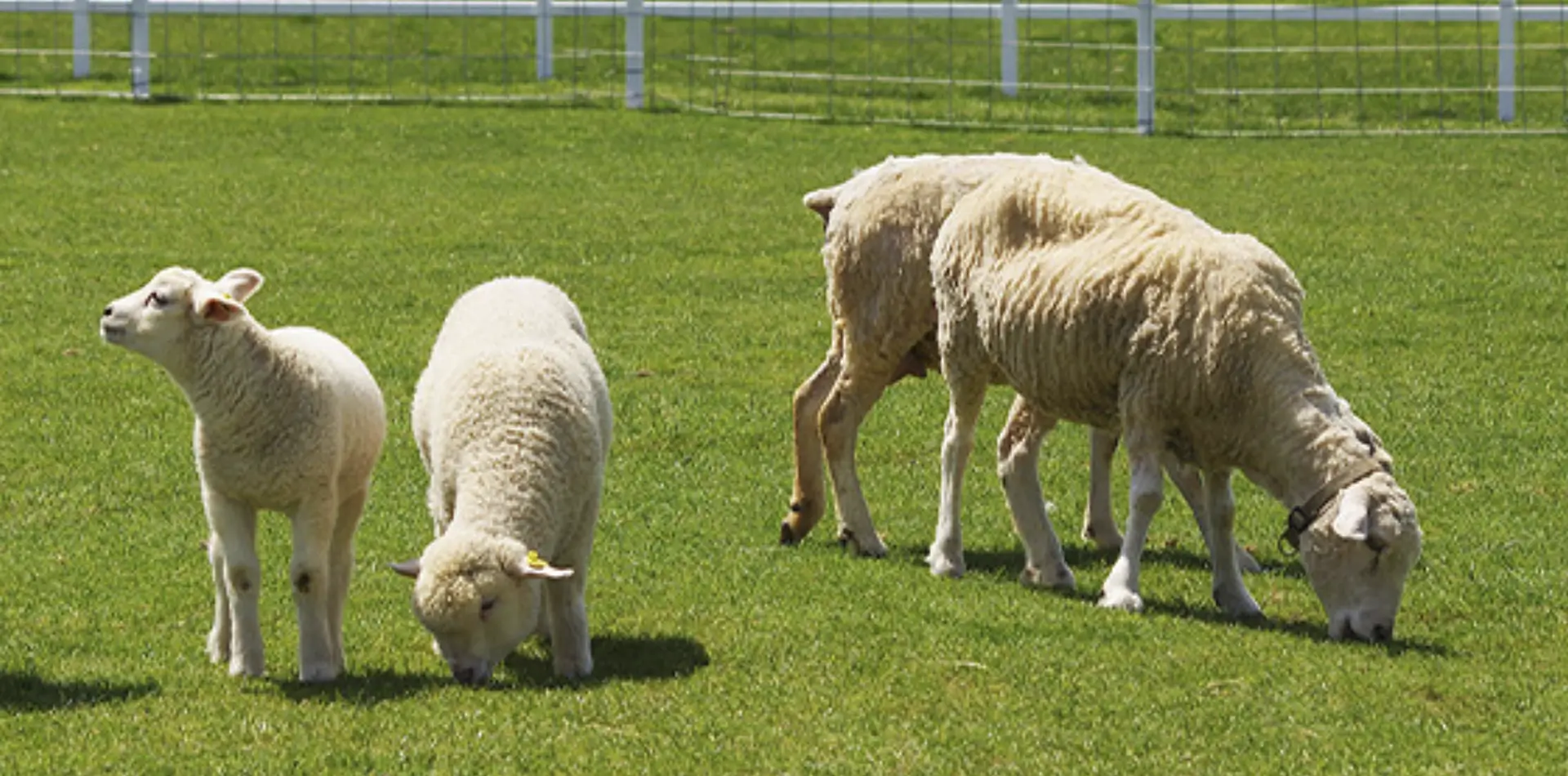 人と豊かな自然とあたたかい動物たちとの心のふれあい