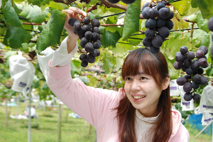 千代田果樹園