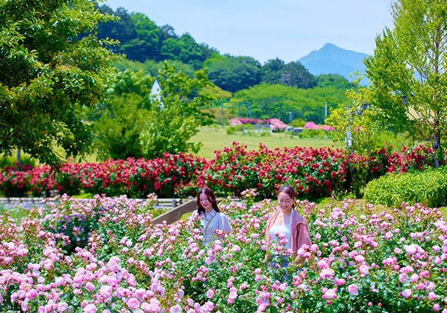 茨城花卉公园