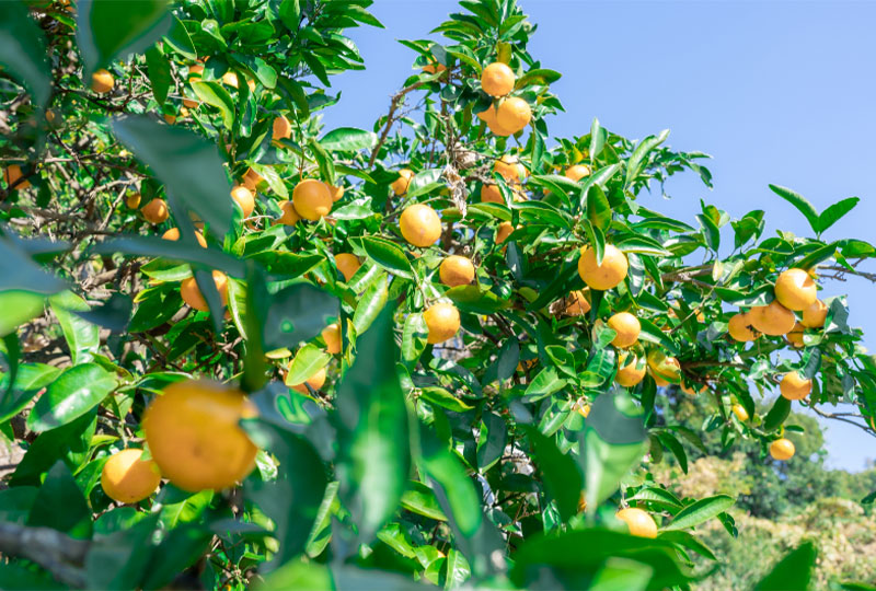 Yasato Tourism Fruit Tree Association