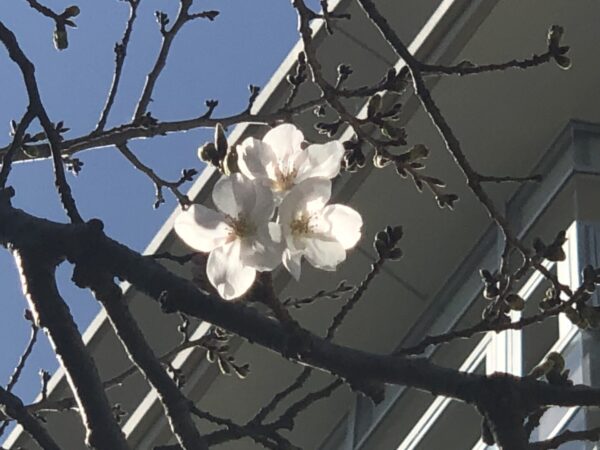 桜（20230322）