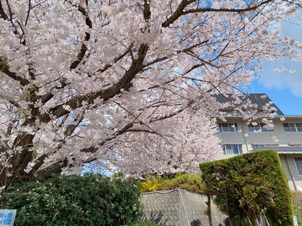 HOTEL外観と桜
