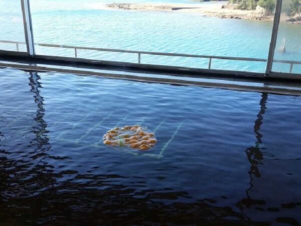 12月22日は「冬至」です！『ゆず湯』をお楽しみください