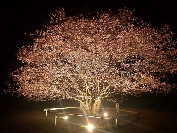 [Nagatoro Town] Cherry blossom light-up information