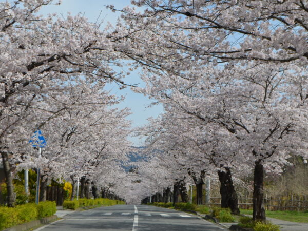 2024年　桜開花状況（予想　3月30日）