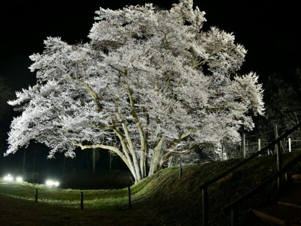 [Yorii Town] Cherry blossom light-up information