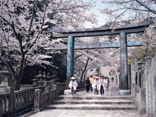 Cherry Blossoms at Kotohira Shrine