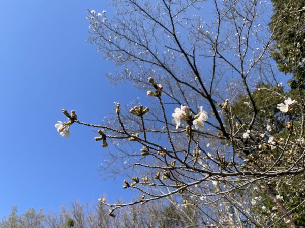 [Kamenoi Hotel Nagatoro Yorii] Cherry blossom information ①