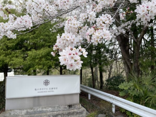 [Kamenoi Hotel Nagatoro Yorii] Cherry Blossom Information②