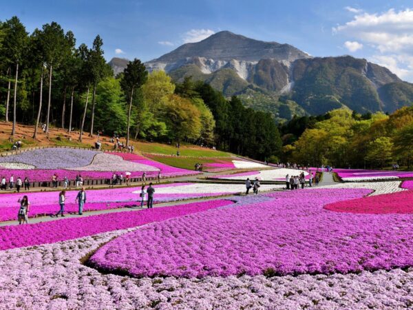 Chichibu Hitsujiyama Park&#39;s Moss Phlox Hill is in full bloom!