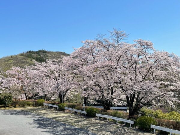 [Kamenoi Hotel Nagatoro Yorii] Cherry Blossom Information③