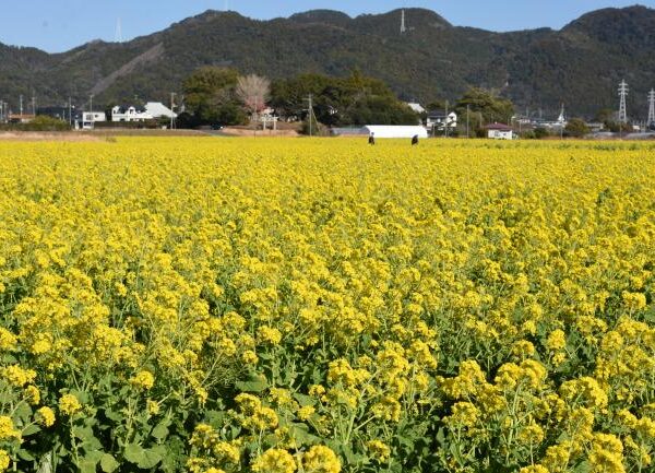 菜な畑ロード／鴨川市