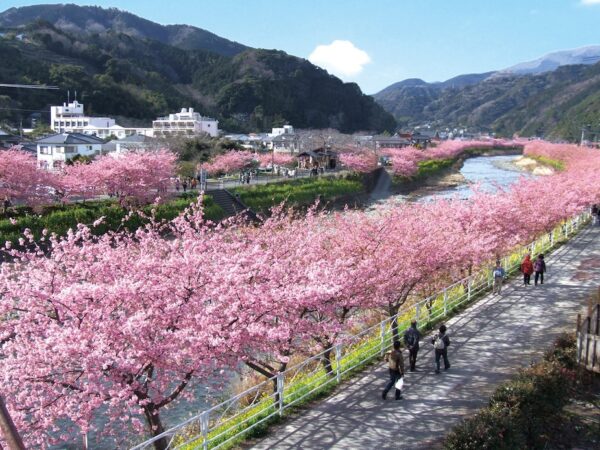 河津桜まつり開催のご案内🌸